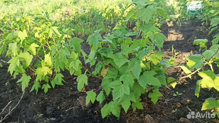 Смородина чёрная