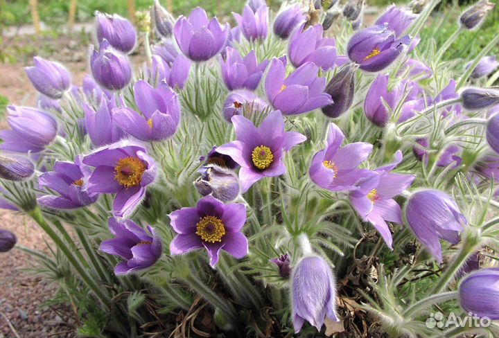 Прострел смесь окрасок