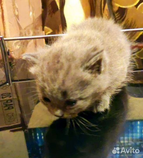 Шотландская девочка