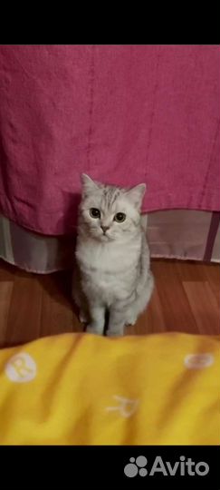 Шотландская кошка вязка