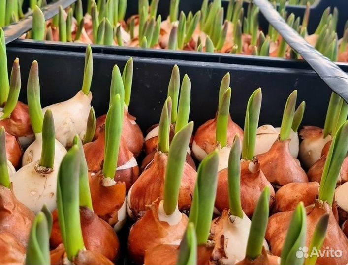 Луковицы тюльпанов для выгонки