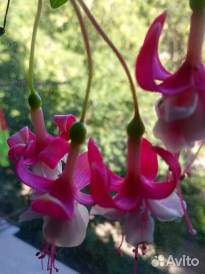 Комнатные цветы фуксия