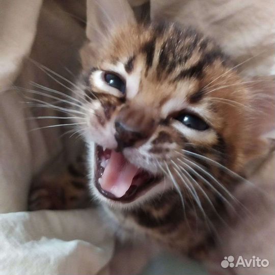 Бенгальские котята