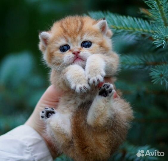 Золотые Шиншиллы- Альф, Аврора, Хипп и Снуффи