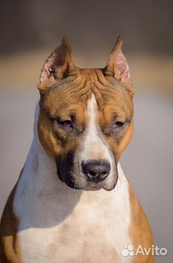 Стаффордширский терьер