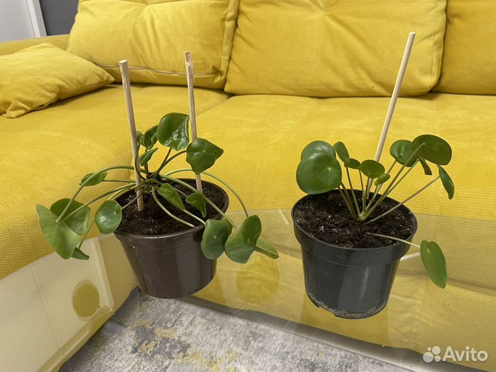 Пилея пеперомиевидная