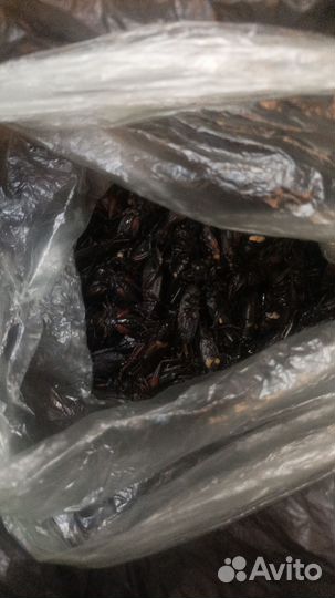 Сверчки живые кормовые