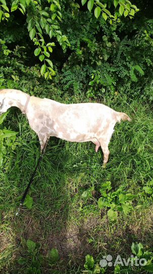 Высокопродуктивная коза