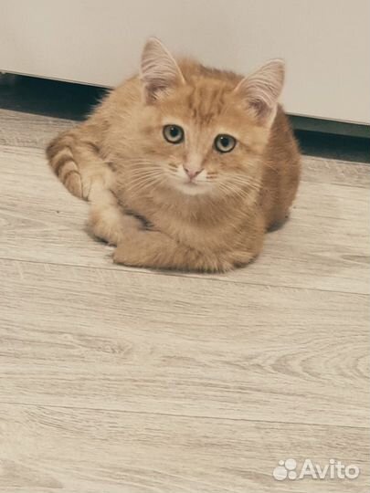 Ждет своих хозяев красавец котик,3 мес