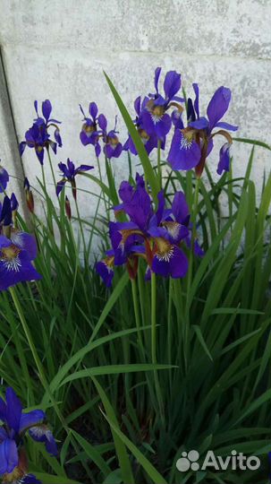 Ирис Блю