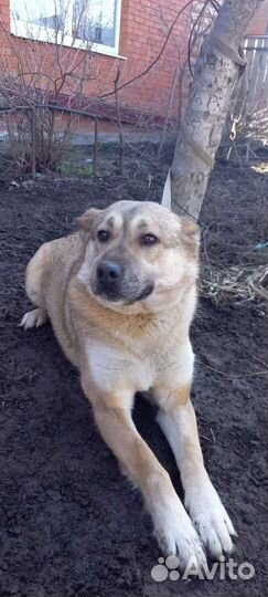 Собаки бесплатно в добрые руки