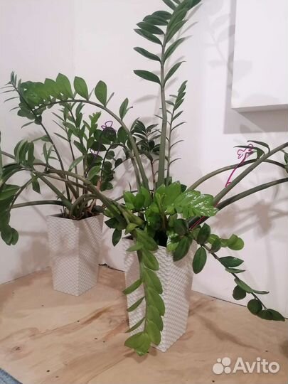 Замиокулькас долларовое дерево
