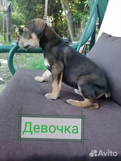 Щенки добермана в добрые руки