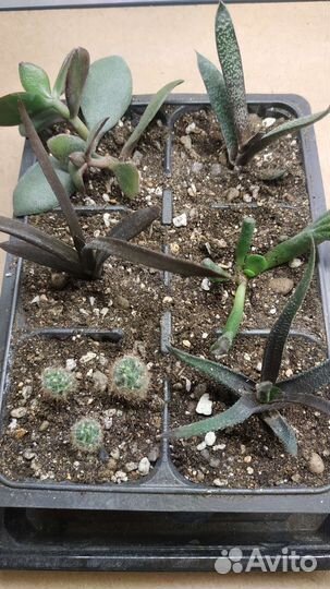 Флорариум набор суккулентов садик