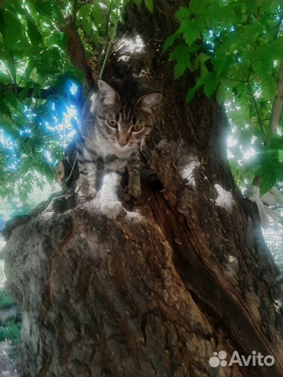 Котик в добрые руки