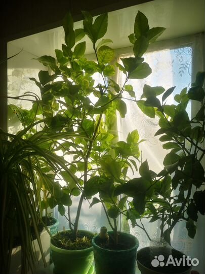 Лимонное дерево с плодами