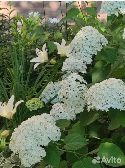 Гортензия, мак, сумах, ромашки и др