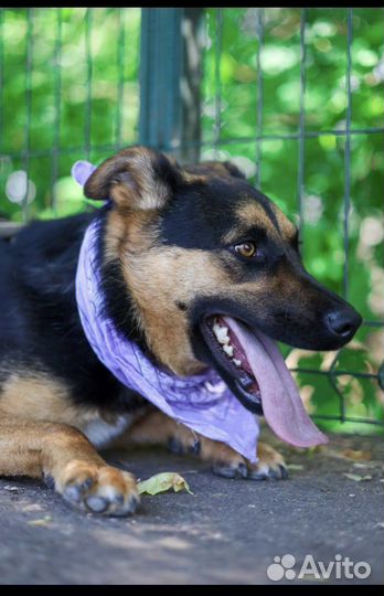 Отдам в добрые руки Корицу