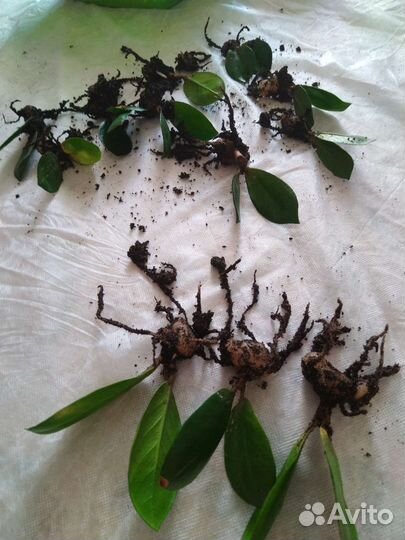 Доллоровое дерево замиокулькас