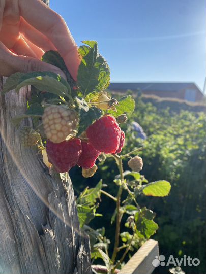 Рассада малины ремонтантной Брусвяна