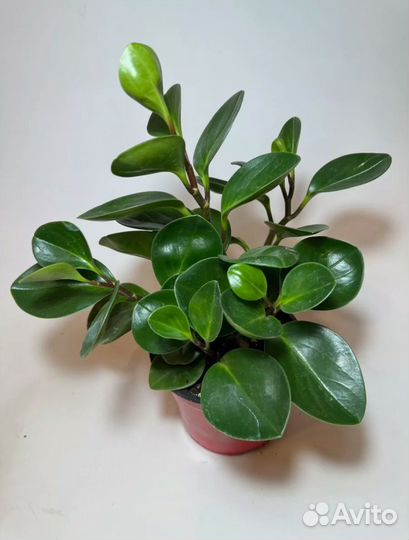 Пеперомия туполистная