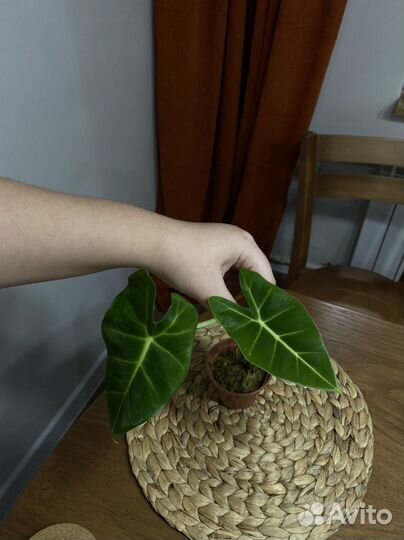 Комнатные растения цветы