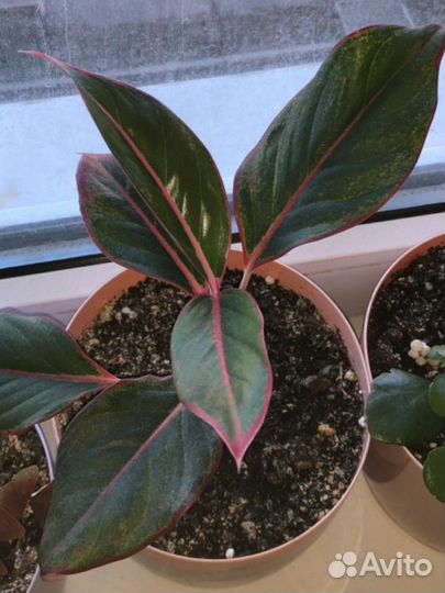 Диффенбахия