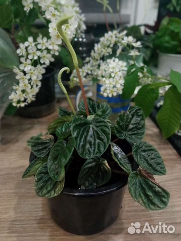 Пеперомия сморщенная