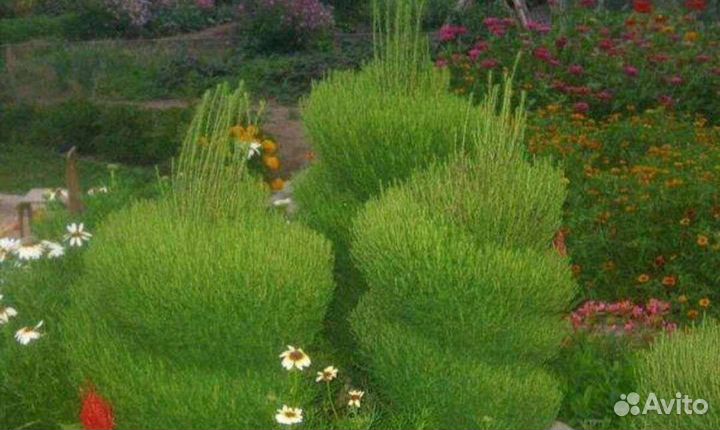 Кохия,флоксы, молочай кипарисовый, Виола