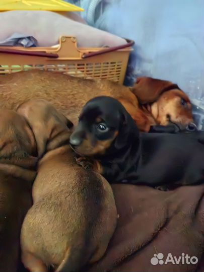 Собаки щенки