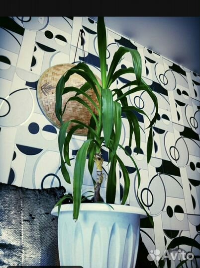 Пальма Маниока Юкка (Юка )