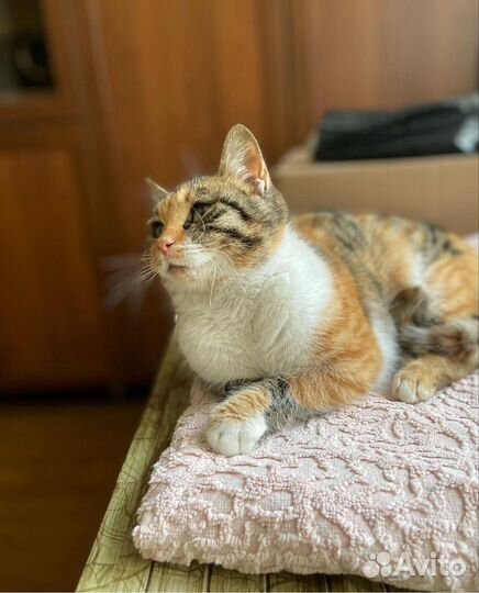 Нежная Кошка Тося в ждёт семью