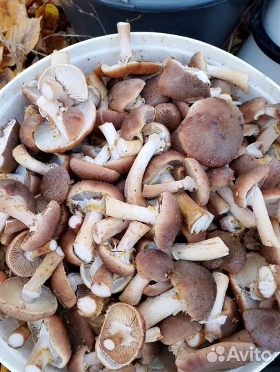 Продам грибы