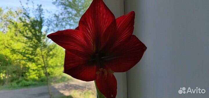 Гиппиаструм