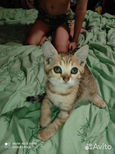 Котята от бенгальской кошки