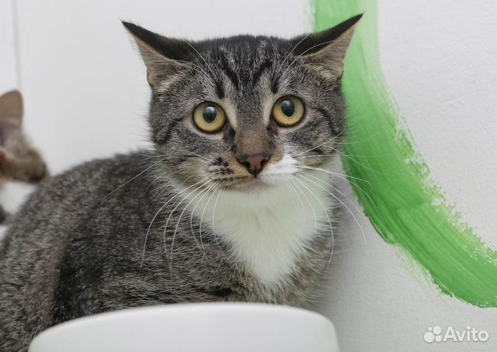 Коровка ищет дом 6 мес стерилизована привита