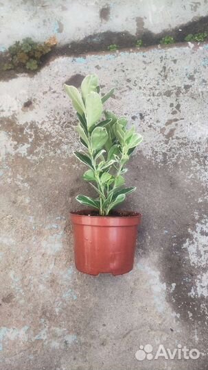 Бересклет японский (комнатный)