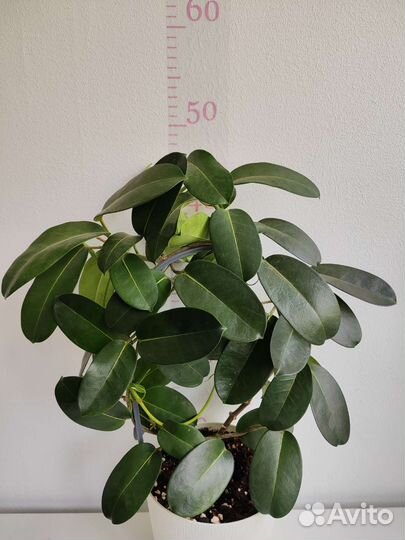 Жасмин Самбак, Гардения