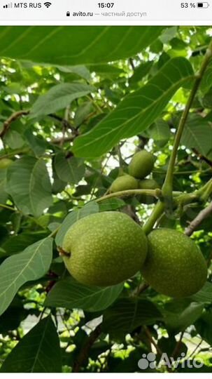 Саженцы грецкого ореха