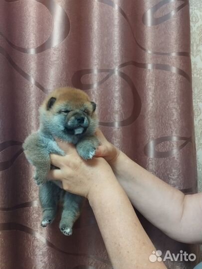 Сиба