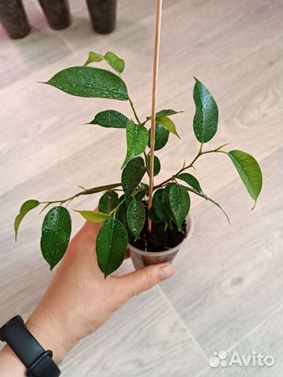 Фикус Бенджамина Наташа. Укоренённые побеги