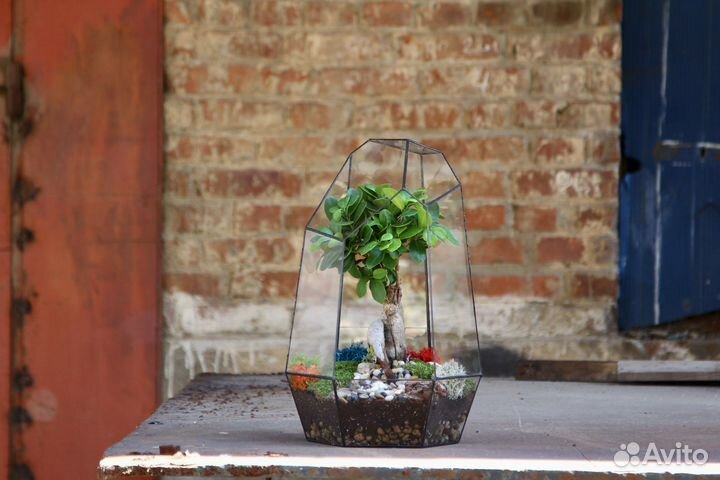 Флорариум, бонсай