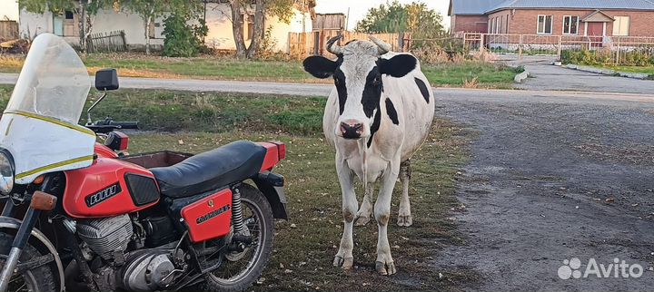 Корова дойная