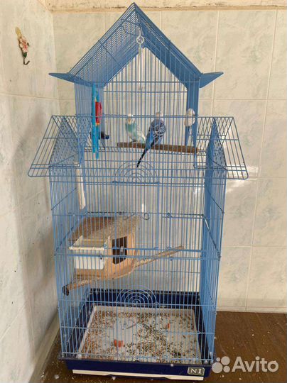 Волнистый попугай