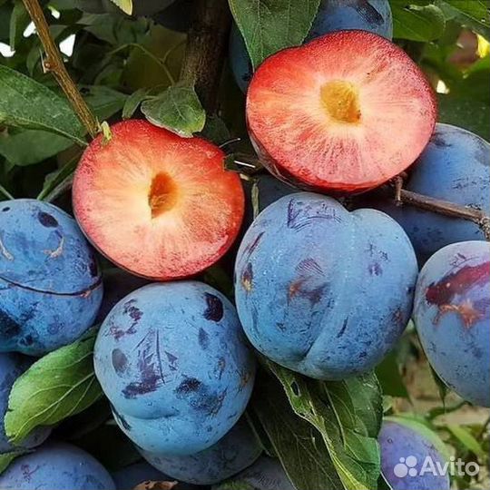 Колоновидная слива Блю Свит