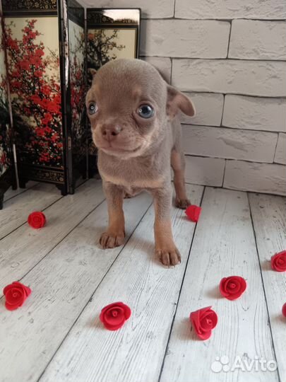 Щенки чихуахуа