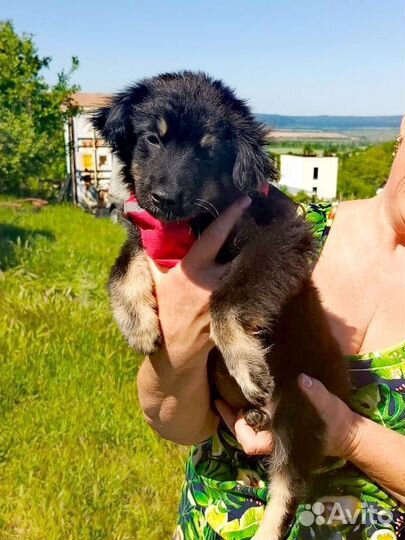 Щенок в самые добрые руки