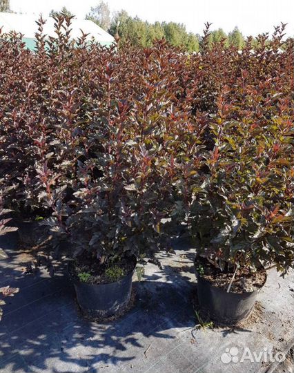 Пузыреплодник калинолистный