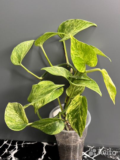 Сциндапсус марбл квин