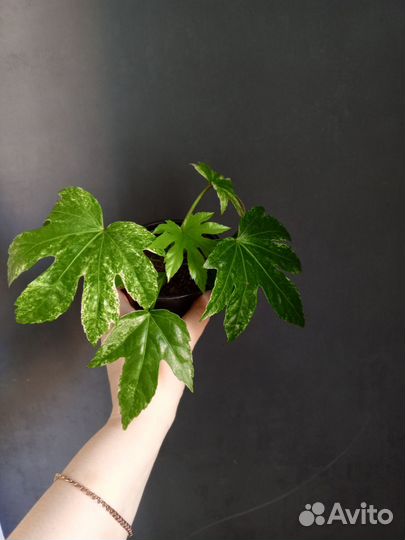 Фатсия вариегатная, бегония махровая, аглаонема